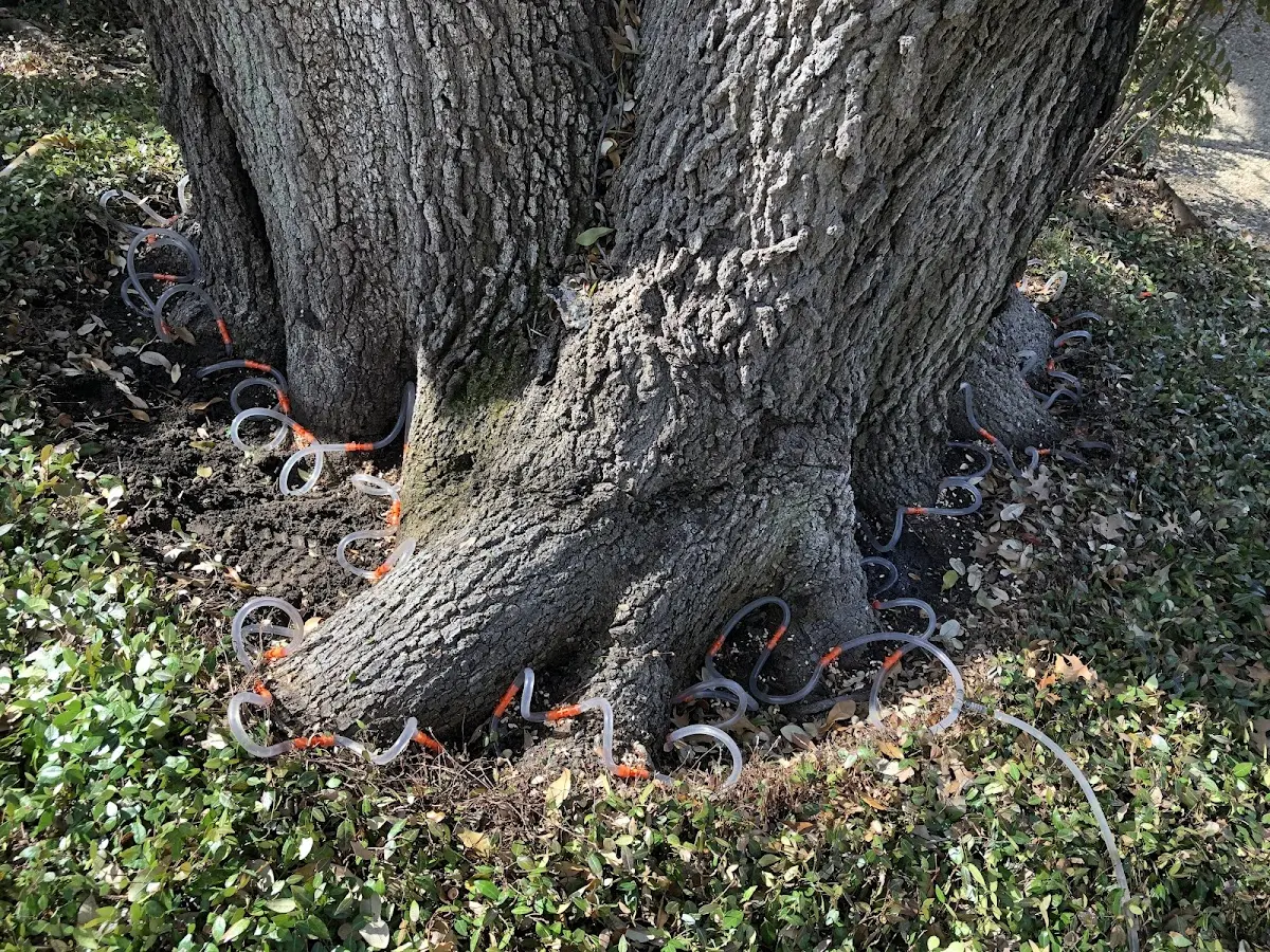 Detailed Tree Cabling and Bracing job site in Appleton City